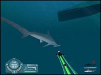 shark