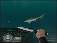 shark