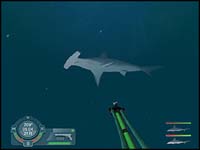 shark